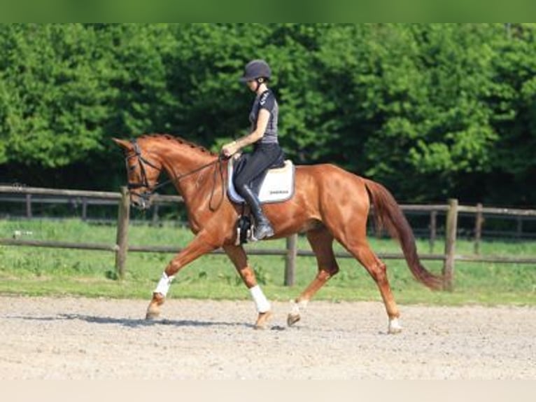 Brandenburger Warmblut Wallach 12 Jahre 173 cm Fuchs in SAULTAIN
