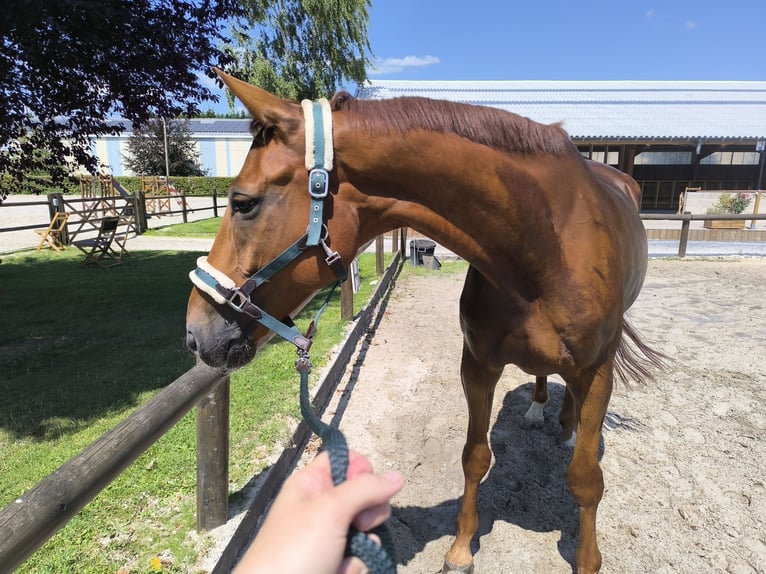 Brandenburger Warmblut Wallach 12 Jahre 173 cm Fuchs in SAULTAIN