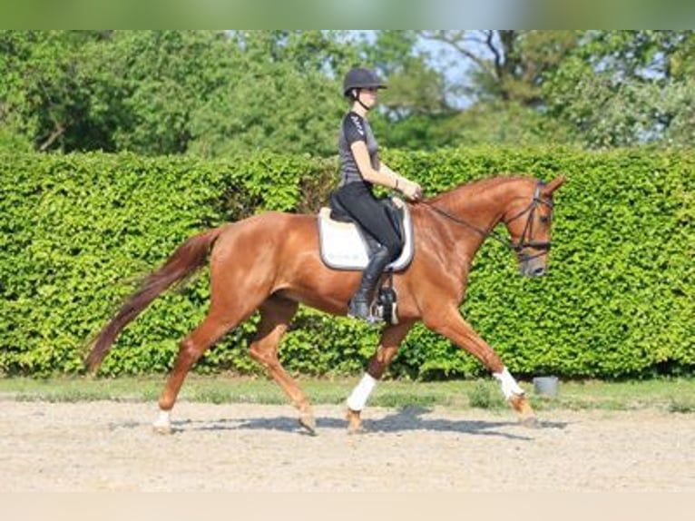 Brandenburger Warmblut Wallach 12 Jahre 173 cm Fuchs in SAULTAIN