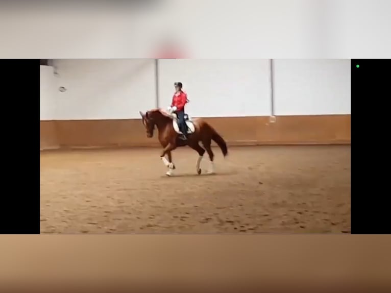 Brandenburger Warmblut Wallach 12 Jahre 173 cm Fuchs in SAULTAIN