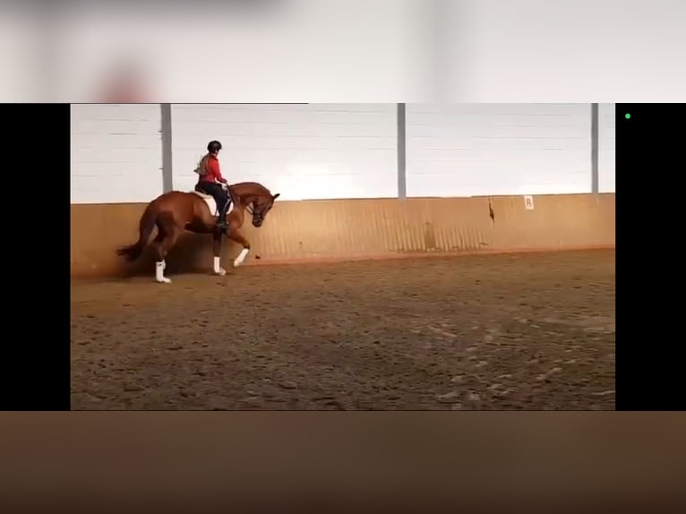 Brandenburger Warmblut Wallach 12 Jahre 173 cm Fuchs in SAULTAIN