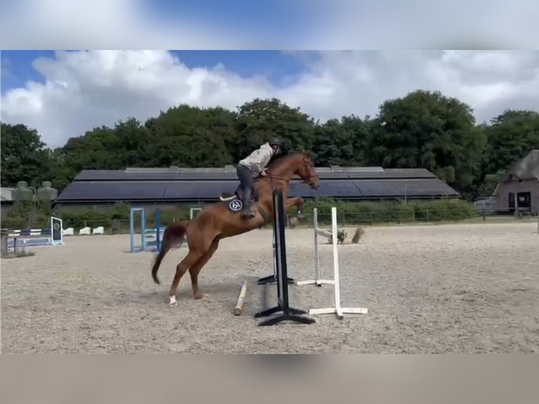 Brandenburger Warmblut Wallach 12 Jahre 173 cm Fuchs in SAULTAIN