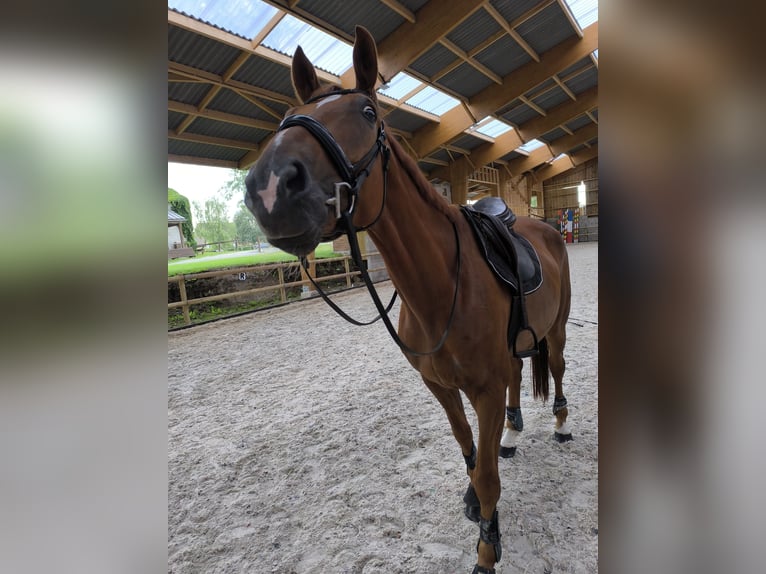 Brandenburger Warmblut Wallach 12 Jahre 173 cm Fuchs in SAULTAIN