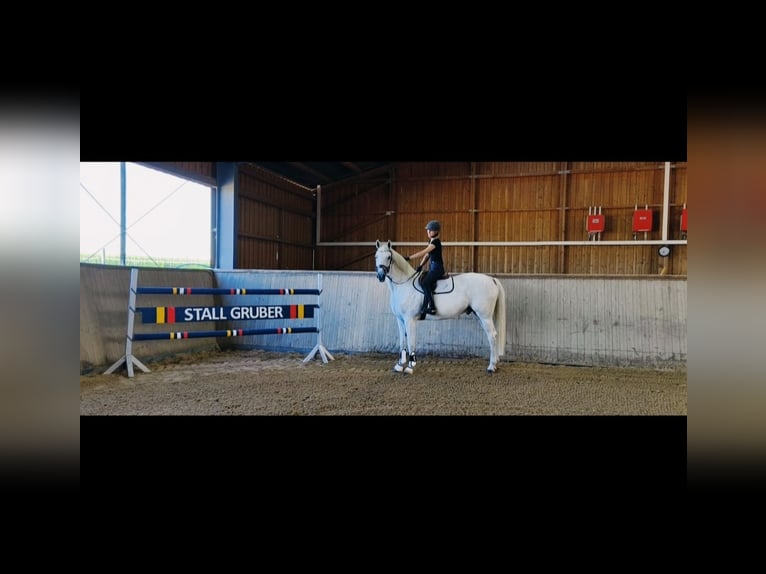 Brandenburger Warmblut Wallach 12 Jahre 175 cm Schimmel in Wilhermsdorf