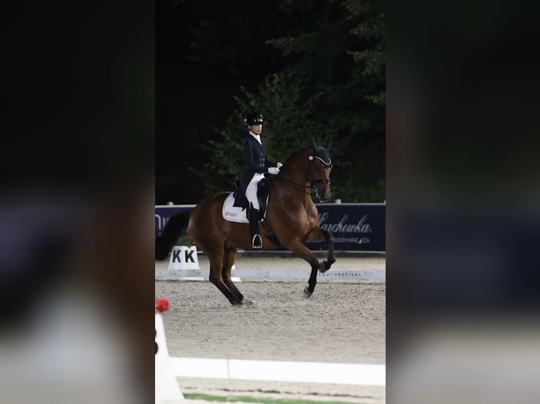 Brandenburger Warmblut Wallach 14 Jahre 170 cm Brauner in Meijel