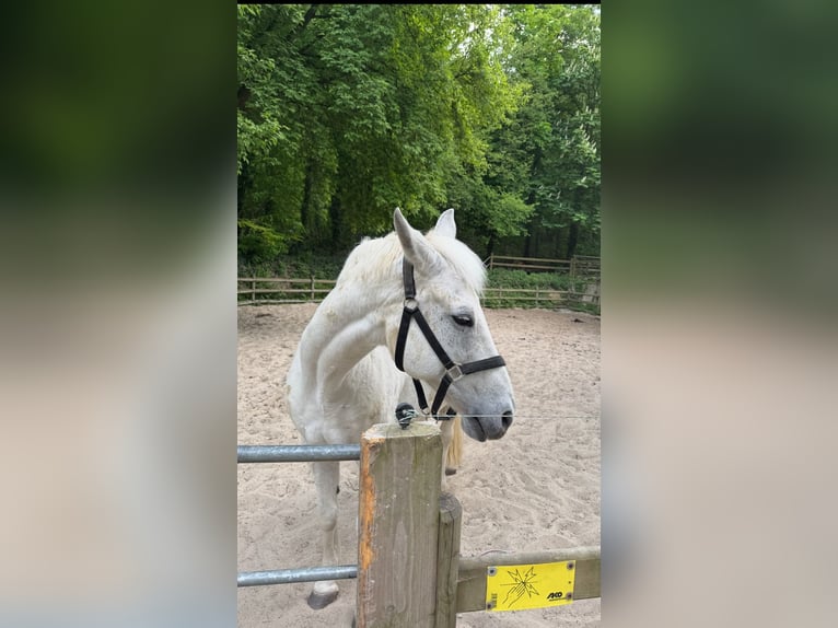 Brandenburger Warmblut Wallach 15 Jahre 163 cm Schimmel in Berlin