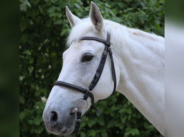 Brandenburger Warmblut Wallach 15 Jahre 163 cm Schimmel in Berlin
