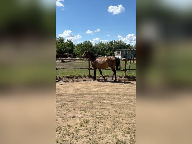 Brandenburger Warmblut Wallach 21 Jahre 165 cm Brauner in Krielow