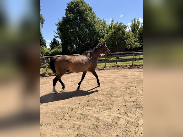 Brandenburger Warmblut Wallach 21 Jahre 165 cm Brauner in Krielow