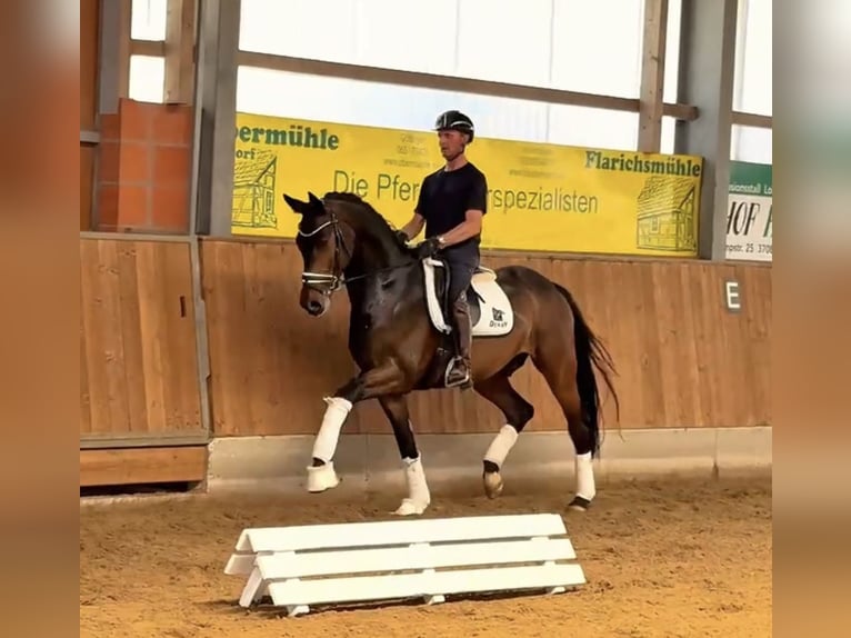 Brandenburger Warmblut Wallach 4 Jahre 168 cm Brauner in Gleichen