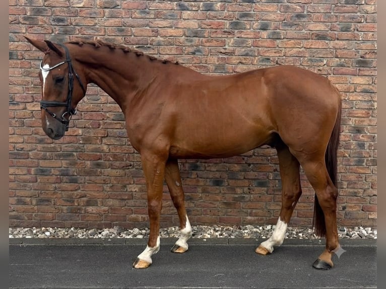 Brandenburger Warmblut Wallach 4 Jahre 168 cm Fuchs in Niederkassel