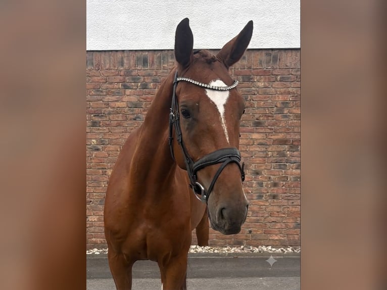 Brandenburger Warmblut Wallach 4 Jahre 168 cm Fuchs in Niederkassel