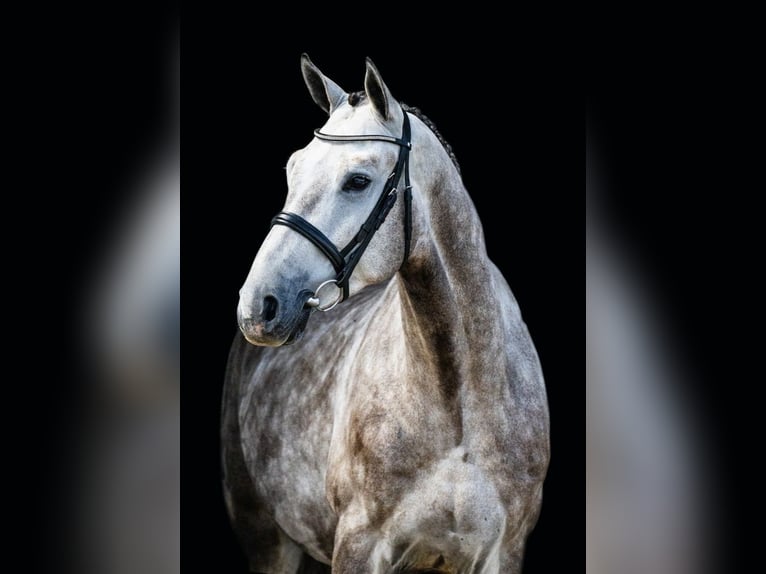 Brandenburger Warmblut Wallach 4 Jahre 170 cm Schimmel in T&#xF6;k