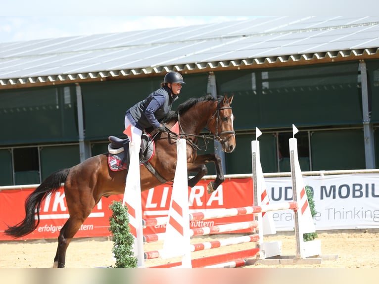 Brandenburger Warmblut Wallach 4 Jahre 172 cm Brauner in Tiefgraben