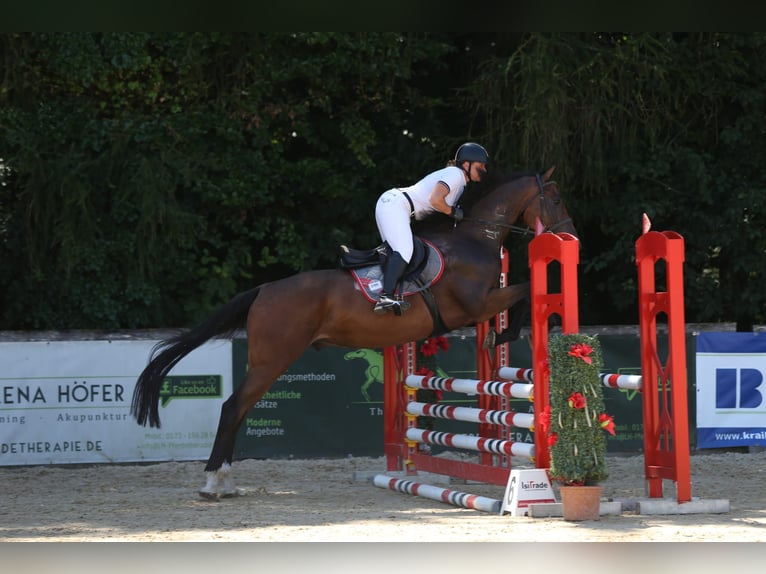 Brandenburger Warmblut Wallach 4 Jahre 172 cm Brauner in Tiefgraben