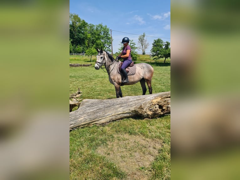 Brandenburger Warmblut Wallach 5 Jahre 162 cm Rappschimmel in Neuburg an der Donau