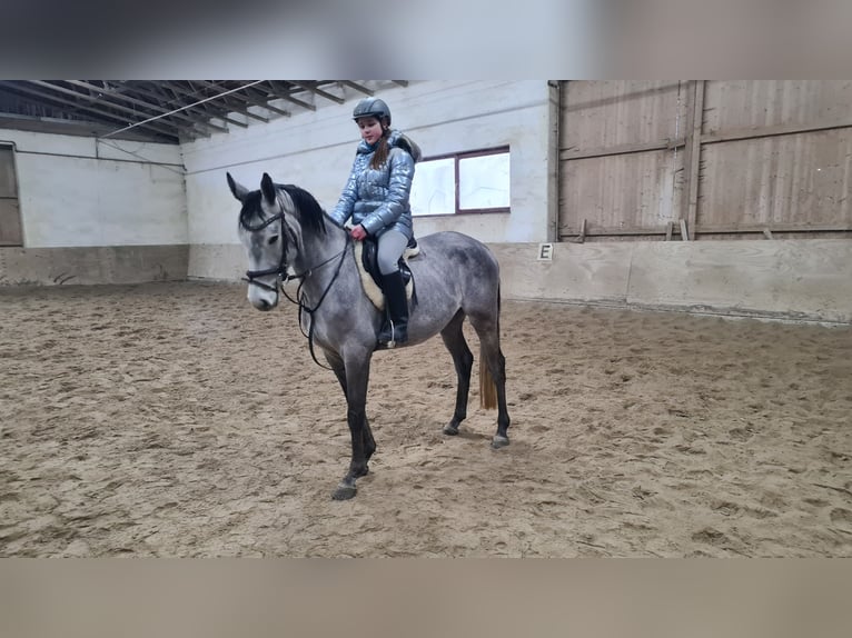 Brandenburger Warmblut Wallach 5 Jahre 162 cm Rappschimmel in Neuburg an der Donau