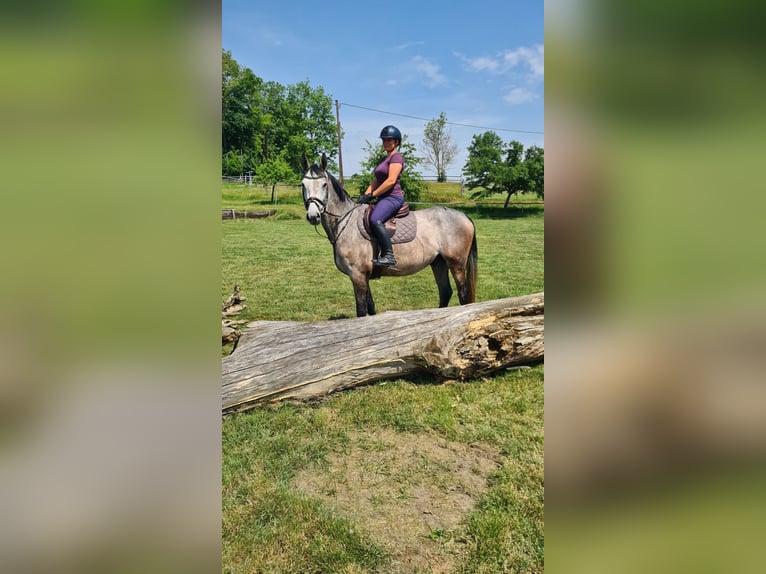 Brandenburger Warmblut Wallach 5 Jahre 162 cm Rappschimmel in Neuburg an der Donau