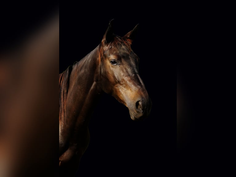 Brandenburger Warmblut Wallach 5 Jahre 163 cm Schwarzbrauner in Magdeburg