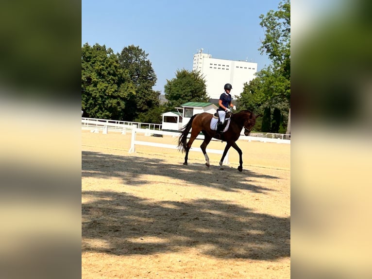 Brandenburger Warmblut Wallach 5 Jahre 172 cm Brauner in Tiefgraben
