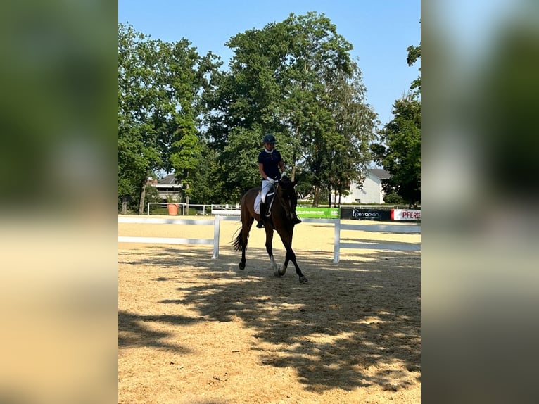 Brandenburger Warmblut Wallach 5 Jahre 172 cm Brauner in Tiefgraben