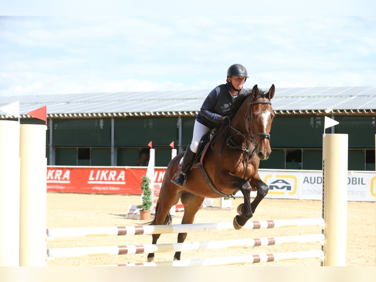 Brandenburger Warmblut Wallach 5 Jahre 172 cm Brauner in Tiefgraben