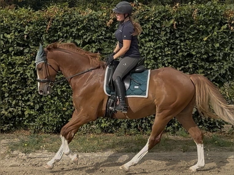 Brandenburger Warmblut Wallach 6 Jahre 166 cm Fuchs in Pulheim