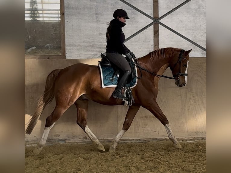 Brandenburger Warmblut Wallach 6 Jahre 166 cm Fuchs in Pulheim
