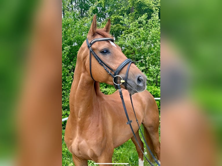 Brandenburger Warmblut Wallach 6 Jahre 176 cm Fuchs in Pelmberg