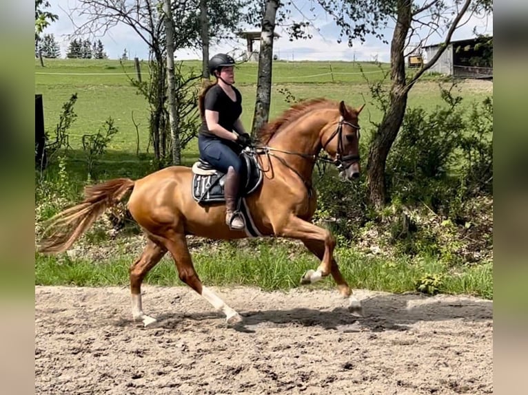 Brandenburger Warmblut Wallach 6 Jahre 176 cm Fuchs in Pelmberg