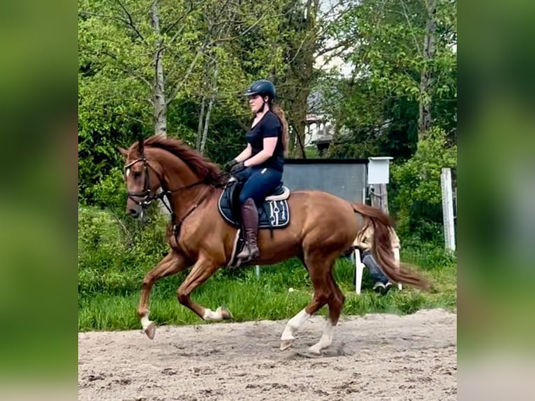 Brandenburger Warmblut Wallach 6 Jahre 176 cm Fuchs in Pelmberg