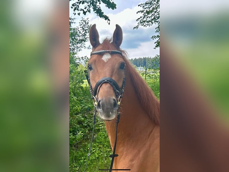 Brandenburger Warmblut Wallach 6 Jahre 176 cm Fuchs in Pelmberg