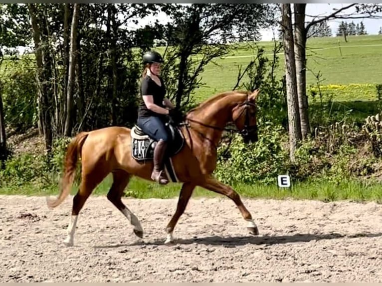 Brandenburger Warmblut Wallach 6 Jahre 176 cm Fuchs in Pelmberg