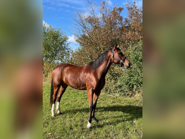 Brandenburger Warmblut Wallach 7 Jahre 160 cm Brauner in Eisleben