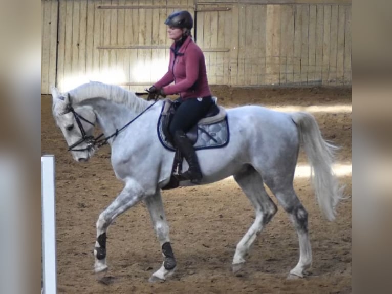 Brandenburger Warmblut Wallach 7 Jahre 174 cm Schimmel in Altentreptow