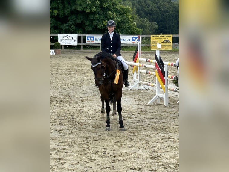 Brandenburger Warmblut Wallach 8 Jahre 172 cm Brauner in Königswinter