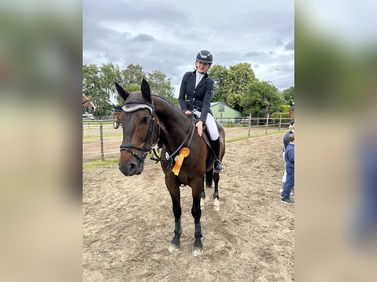 Brandenburger Warmblut Wallach 8 Jahre 172 cm Brauner in Remagen