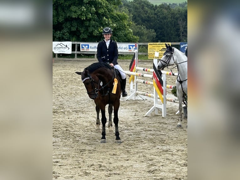 Brandenburger Warmblut Wallach 8 Jahre 172 cm Brauner in Remagen