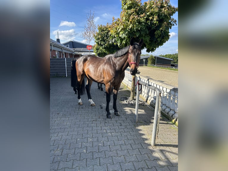 Brandenburger Warmblut Wallach 8 Jahre 172 cm Brauner in Remagen