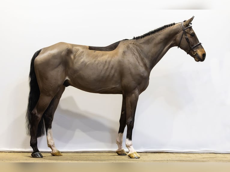 Brandenburger Warmblut Wallach 8 Jahre 182 cm Brauner in Waddinxveen