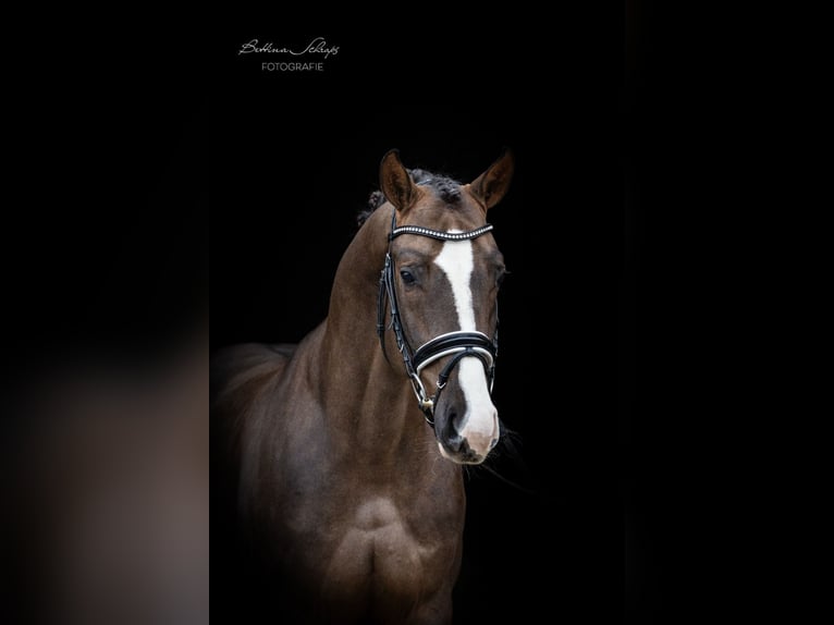 Brenton Hannoveraan Hengst Donkere-vos in Herbstein