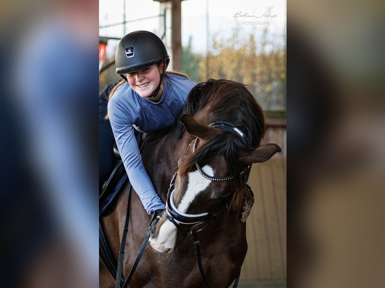 Brenton Hannoveraan Hengst Donkere-vos in Herbstein