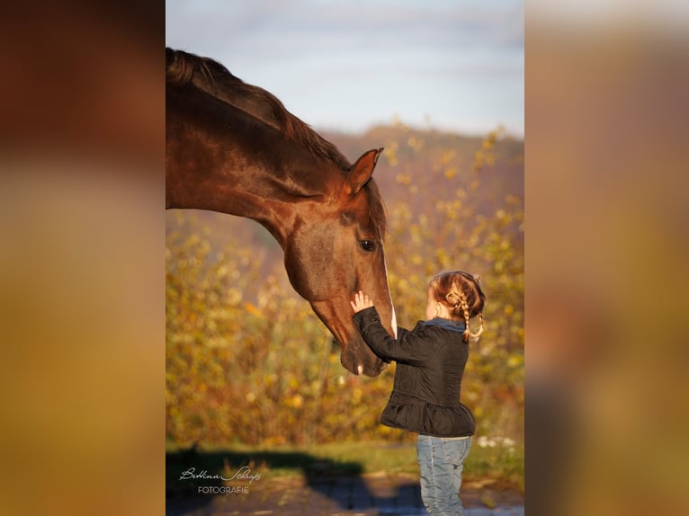 Brenton Hanoverian Stallion Chestnut in Herbstein