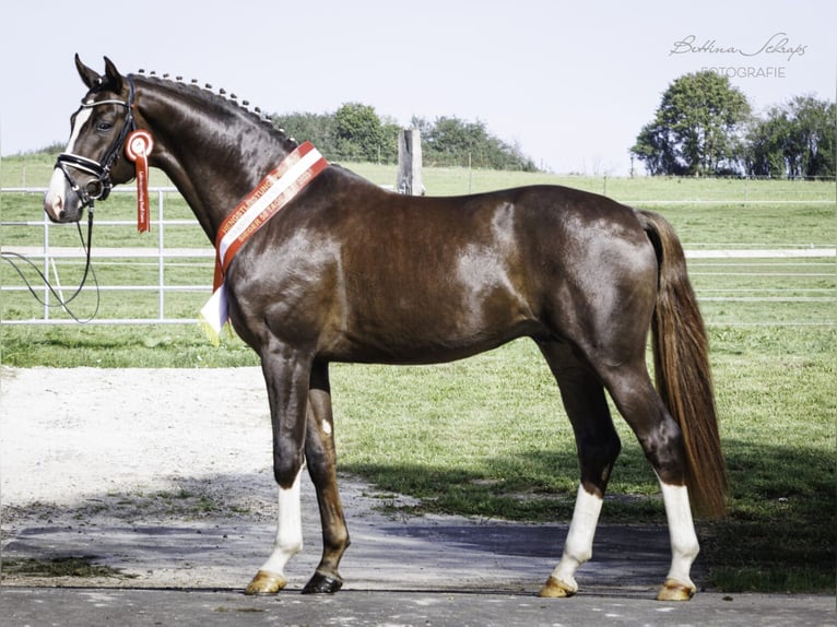 Brenton Hanoverian Stallion Chestnut in Herbstein