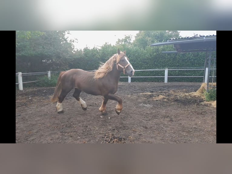 Bretagnare Hingst 14 år 162 cm fux in Niederzier