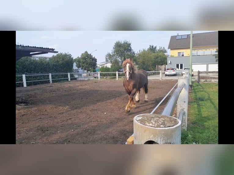 Bretagnare Hingst 14 år 162 cm fux in Niederzier