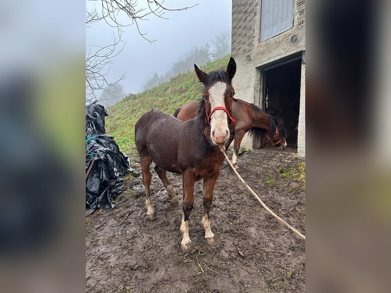 Bretagnare Blandning Hingst Föl (04/2024) Brun in Pola De Laviana