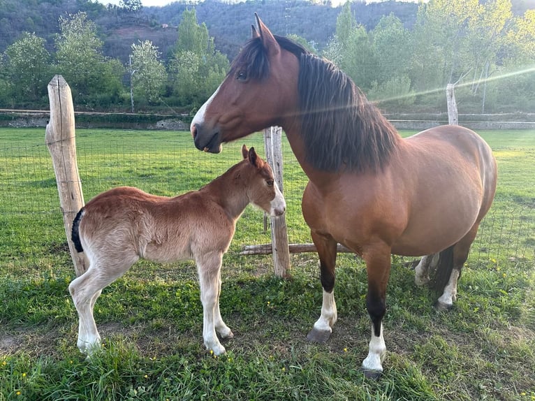 Bretagnare Blandning Hingst Föl (04/2024) Brun in Pola De Laviana