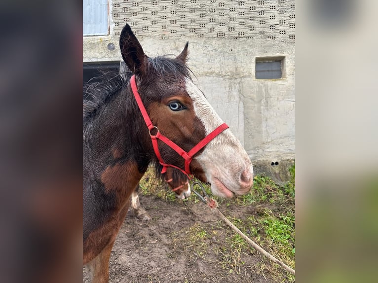 Bretagnare Blandning Hingst Föl (04/2024) Brun in Pola De Laviana