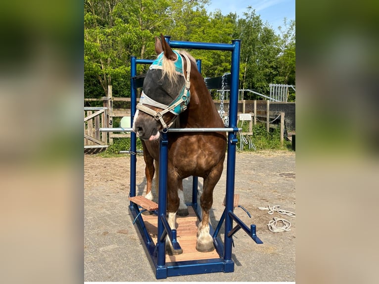 Bretagnare Sto 12 år 162 cm fux in Rozenburg